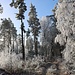 Fantastischer Licht- und Eiszauber