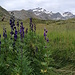 Blauer Eisenhut vor der Zufallspitze.