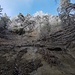Felsen - Bäume - Raureif - Himmel