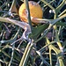 Citrus trifoliata
Rutaceae

Arancia trifoliata, Egle
 Citronnier épineux, Oranger trifolié
Dreiblättrige Orange

