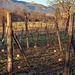 Vigneti sulla Piana di Vegonno.