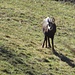 Nei prati in basso ad Avolasio ... pascolano i camosci