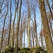 Hinauf zum Götzischberg.