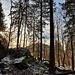 ...verließ ich den Wald...