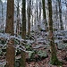 Winterwald.