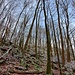 Auf dem nächsten Waldweg lief ich weiter Richtung Norden.