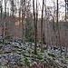 Auch hier gibt es ein Felsenmeer, ein Granodiorit-Blockmeer, das als Waldschluchtfelsenmeer mit Biotopcharakter geschützt ist. In der Waldschlucht wachsen Blockschuttwälder. Hier stehen einige Edellaubbäume wie der Berg-Ahorn, die Berg-Ulme und die Esche zwischen verstreut liegenden Felsblöcken.<br />
