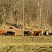 Vacche e cavalli dell'Agriturismo la Sosta in località Roncaccio.