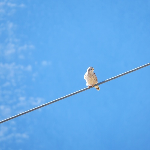 Falco naumanni<br />Falconidi<br /><br />Grillaio<br />Faucon crécerellette<br />Rötelfalke