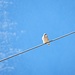Falco naumanni<br />Falconidi<br /><br />Grillaio<br />Faucon crécerellette<br />Rötelfalke