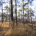 Schiarite nel bosco nei pressi di Rovate.