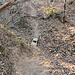 Una breve ripida discesa porta alla passerella che permette di raggiungere il sentiero che sale al Monte di Rovate. Il torrente è pieno di bottiglie di plastica accumulate dall'acqua.