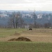 Cavalli della Azienda Agricola Cereda.