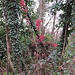 Euonymus europaeus L.<br />Celastraceae<br /><br />Berretto da prete, Corallini, Fusaggine <br />Fusain d'Europe, Bois carré <br />Gemeines Pfaffenhütchen, Gemeiner Spindelstrauch