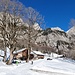 Ahornbäume auf der Schönegg vor den aperen Südwänden der Churfirsten