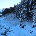 Christbaum an der Alpbacher Ache