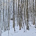 Jungholz im Winterkleid.