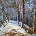 Das letzte Licht scheint in den Wald hinein.