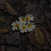 Winterliche Flower-Power