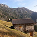 Grasselli