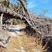 Es geht unter einem umgestürzten Baum hindurch.