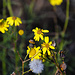 Blüten