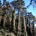 Am Sentiero Natura Pineta Sperane