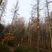 An viel Bruch vorbei geht's zum Falkenstein.