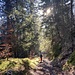 ... und endet mit wunderschöner besonnter Waldpassage