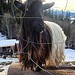 Tierleben auf dem Buchenberg 