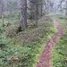 Waldpfad