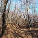 Nel bosco