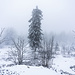 ... fast eben, rüber zum höchsten Punkt des Rosskopfs (963 m). Dort hat man zur Zeit der Koalitionskriege im späten 18. Jh. eine sternförmige Feldschanze aus Erdwällen angelegt, die [https://de.wikipedia.org/wiki/R%C3%B6schenschanze Röschenschanze.] In der Mitte der Sternform wächst eine Fichte. Von der nahen Skipiste dringen Stimmen herüber, eine handvoll Leute auf Ski und Schlitten freun sich gleichfalls über den Schnee.