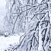 Waldrandig herunter in den Sattel Schwarze Lache, hier zieht das von West/Südwest kommende Wetter gerne durch und hinterlässt besonders schöne Frostfahnen an der Vegetation. Vor ein paar Jahren fiel mir das [https://www.hikr.org/gallery/photo3084881.html?post_id=150402 dort zum ersten Mal auf.]
