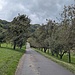 Auf diesem Asphaltweg quere ich hinüber zum kleinen Sträßchen das von Weiterdingen zum Hofgut Homboll führt, kurz davor liegt der Wanderparkplatz. Da ich keine solche ausgiebige Tour geplant hatte, war nur eine kleine Trinkflasche dabei. Die Anstrengung lässt den Zuckerpegel steigen, so dass ich einen für mich sehr seltenen Mundraub im Streuobst begehe.