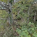 Übergang in der Vegetation auf einigermaßen schmalem Grat.