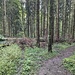 Ursprünglich war der Weg breit ausgetreten, kam direkt von vorne. Einige Bäume müssen inzwischen umgangen werden.