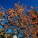 Kaki Baum in Bozen