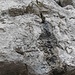 Eccoli qui i Conchodon, i fossili bivalve stampati nella roccia calcarea, a ricordo che queste erano aree sommerse da un antico mare.
