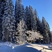 ... und abschliessenden Baum-Winterimpressionen