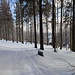 Am Parkplatz beim Junior-Ski-Zirkus haben wir noch einen der letzten freien Plätze ergattert und steigen gleich im drüber liegenden Wald auf zum Almberg auf ohne den Pistenbetrieb zu stören.