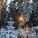 Tolle Lichtspiele zaubert die Sonne ins Unterholz.Zwei weite Kurven noch, ich lege den Jogging-Gang ein und ...