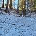 Als Skitourer bedarf es auf dieser Waldpassage einer ausgefeilten Technik.