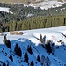 Alp Nasen