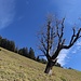über die Wiese bei der Rechenbergalm