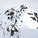 Letzter Aufschwung zum P.2514. Für diese Kraxelpassage habe ich die Skier auf den Rucksack gebunden (Kraxeln im oberen 1. Schwierigkeitsgrad). 