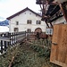 Christbaum-Recycling durch Ziegen in Guarda 