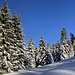 ein superber Gang durch den Winterwald