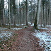 Wanderweg durch den Wald
