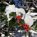 am Seewligrat entlang - mit Winterschmuck an den Beeren ...